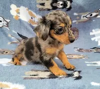 Conor , a male Yorkshire Terrier and Miniature Dachshund for sale in Miami, FL – 3 of 5