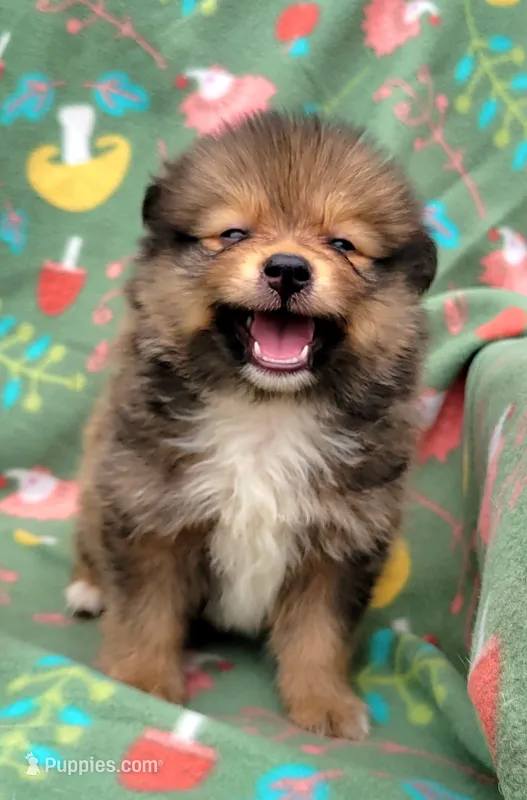 Dr pepper  – Pomeranian puppy for sale in Miami, FL