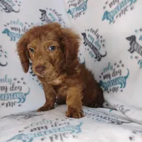 Tank, a male Miniature Dachshund for sale in Miami, FL – 2 of 2