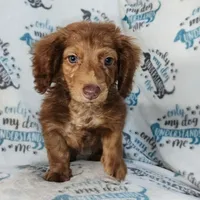 Tank, a male Miniature Dachshund for sale in Miami, FL – 1 of 2