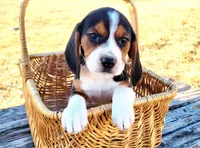 Minie, a female Beagle for sale in Cutler Bay, FL – Photo 1 of 3