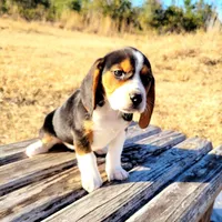 Minie, a female Beagle for sale in Cutler Bay, FL – Photo 2 of 3