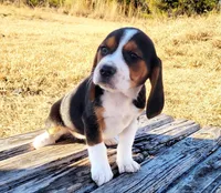 Minie, a female Beagle for sale in Cutler Bay, FL – Photo 3 of 3
