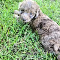 Amethyst , a female Miniature Goldendoodle for sale in Miami, FL – 6 of 6