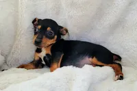 Elly, a female Rat Terrier and Miniature Pinscher for sale in Fort Myers Shores, FL – Photo 3 of 6
