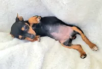 Elly, a female Rat Terrier and Miniature Pinscher for sale in Fort Myers Shores, FL – Photo 5 of 6