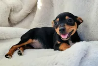 Elly, a female Rat Terrier and Miniature Pinscher for sale in Fort Myers Shores, FL – Photo 2 of 6