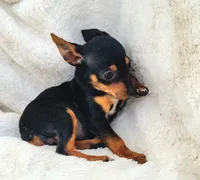 Elly, a female Rat Terrier and Miniature Pinscher for sale in Fort Myers Shores, FL – Photo 6 of 6