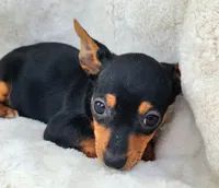 Elly, a female Rat Terrier and Miniature Pinscher for sale in Fort Myers Shores, FL – Photo 4 of 6