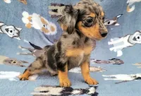 Conor , a male Yorkshire Terrier and Miniature Dachshund for sale in Miami, FL – 2 of 5