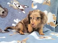 Charming, a male Yorkshire Terrier and Miniature Dachshund for sale in Miami, FL – 3 of 5