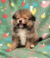 Dr pepper , a male Pomeranian for sale in Miami, FL – 4 of 5