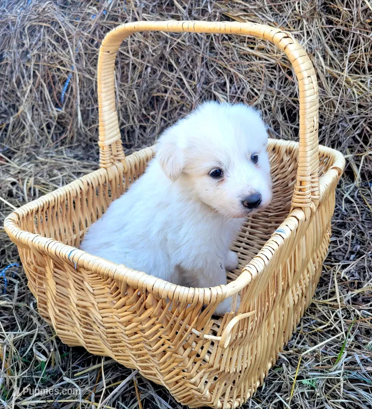 Buttercup , a female Great Pyrenees for sale in Cutler Bay, FL – Photo 1 of 1