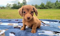 Alex, a female Yorkshire Terrier and Miniature Dachshund for sale in Miami, FL – 4 of 5