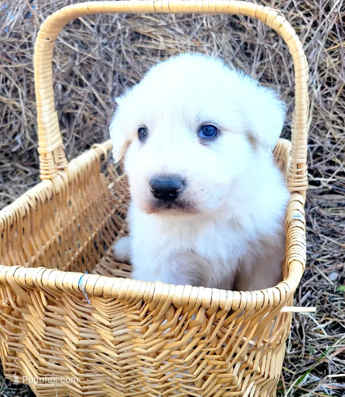 Blossom, a female Great Pyrenees for sale in Cutler Bay, FL – Photo 1 of 1