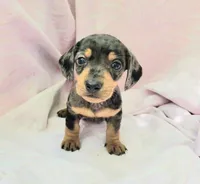 Phoebe, a female Miniature Dachshund for sale in Cutler Bay, FL – Photo 4 of 7