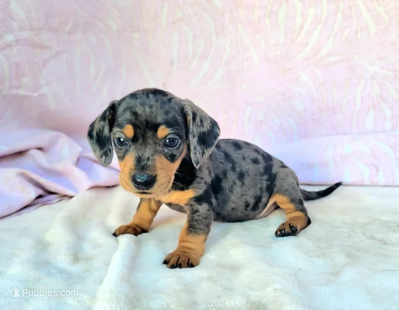 Phoebe – Miniature Dachshund puppy for sale in Cutler Bay, FL