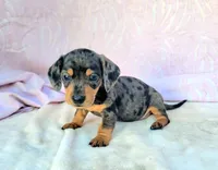 Phoebe, a female Miniature Dachshund for sale in Labelle, FL – Photo 1 of 6