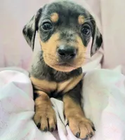 Phoebe, a female Miniature Dachshund for sale in Cutler Bay, FL – Photo 7 of 7