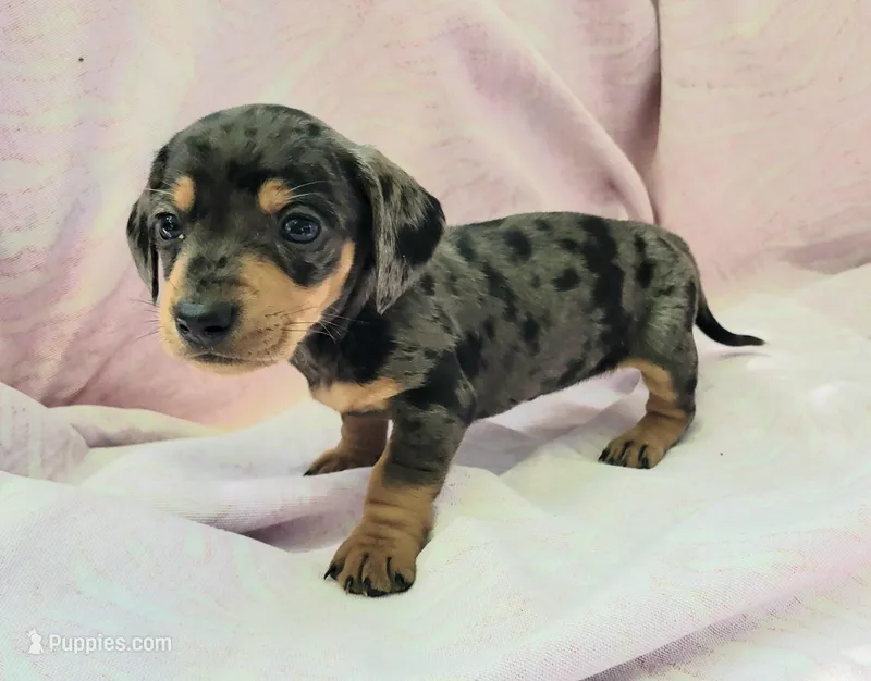 Phoebe – Miniature Dachshund puppy for sale in Cutler Bay, FL