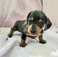 Phoebe, a female Miniature Dachshund for sale in Cutler Bay, FL – Photo 2 of 7