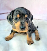 Phoebe, a female Miniature Dachshund for sale in Labelle, FL – Photo 6 of 6