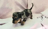 Monica, a female Miniature Dachshund for sale in Cutler Bay, FL – Photo 3 of 5