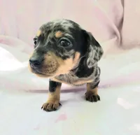 Monica, a female Miniature Dachshund for sale in Cutler Bay, FL – Photo 1 of 5