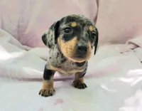 Monica, a female Miniature Dachshund for sale in Cutler Bay, FL – Photo 2 of 5