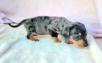 Phoebe, a female Miniature Dachshund for sale in Labelle, FL – Photo 4 of 6
