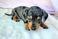 Phoebe, a female Miniature Dachshund for sale in Labelle, FL – Photo 5 of 6