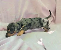 Phoebe, a female Miniature Dachshund for sale in Cutler Bay, FL – Photo 3 of 7