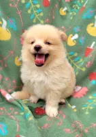 Sprite , a male Pomeranian for sale in Miami, FL – 3 of 5