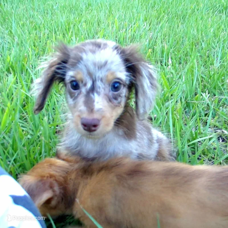 Charming – Yorkshire Terrier, Miniature Dachshund puppy for sale in Miami, FL