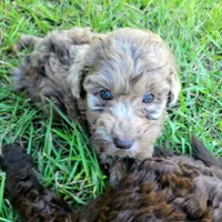 Amethyst , a female Miniature Goldendoodle for sale in Miami, FL – 5 of 6