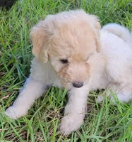 Pearl, a female Miniature Goldendoodle for sale in Miami, FL – 2 of 6