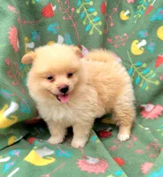 Sprite , a male Pomeranian for sale in Miami, FL – 5 of 5