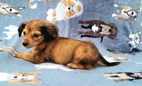 Froggy , a male Yorkshire Terrier and Miniature Dachshund for sale in Miami, FL – 2 of 5