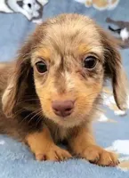 Charming, a male Yorkshire Terrier and Miniature Dachshund for sale in Miami, FL – 4 of 5