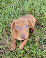 Señorita , a female Miniature Dachshund for sale in Miami, FL – 5 of 7