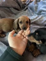 Cupcake , a female Miniature Dachshund for sale in Sacramento, CA – 2 of 10