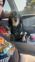 Puppies due , a  Miniature Dachshund for sale in Sacramento, CA – 3 of 6
