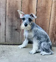 Beverley, a female Standard Schnauzer for sale in Sacramento, CA – 2 of 5