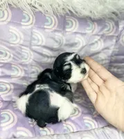 Ember, a male Miniature Schnauzer for sale in Sacramento, CA – 4 of 10