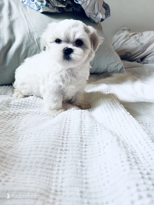 Branson  – Maltese puppy for sale in Sacramento, CA