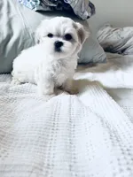 Branson , a male Maltese for sale in Sacramento, CA – 2 of 9