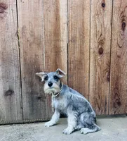 Beverley, a female Standard Schnauzer for sale in Sacramento, CA – 3 of 5