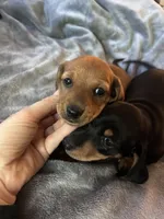 Cupcake , a female Miniature Dachshund for sale in Sacramento, CA – 3 of 10