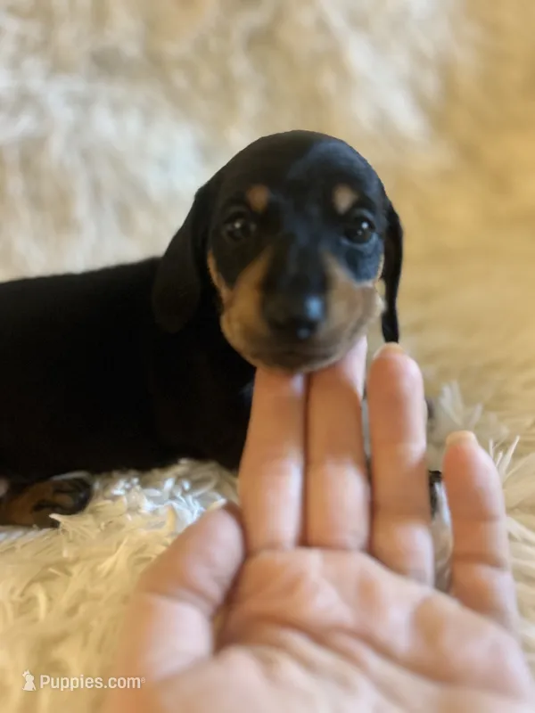 Alexandra  – Miniature Dachshund puppy for sale in Sacramento, CA