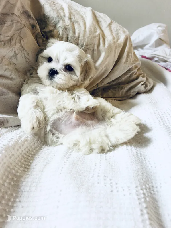 Branson  – Maltese puppy for sale in Sacramento, CA
